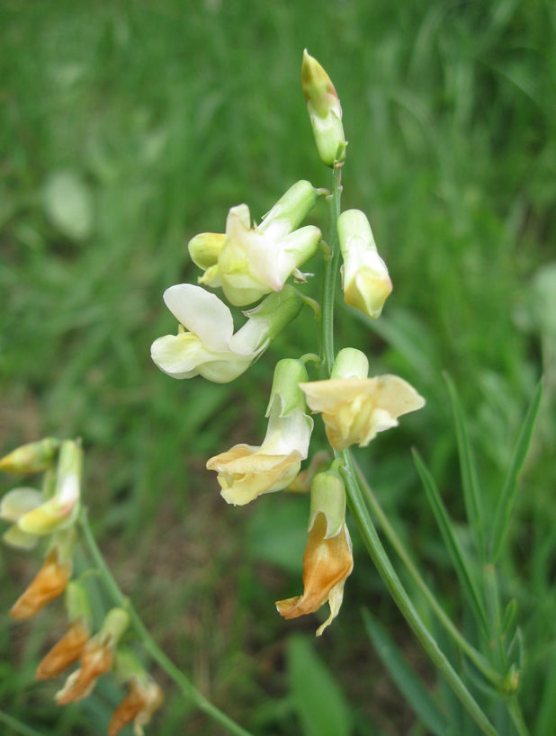 Image of Lathyrus lacaitae specimen.