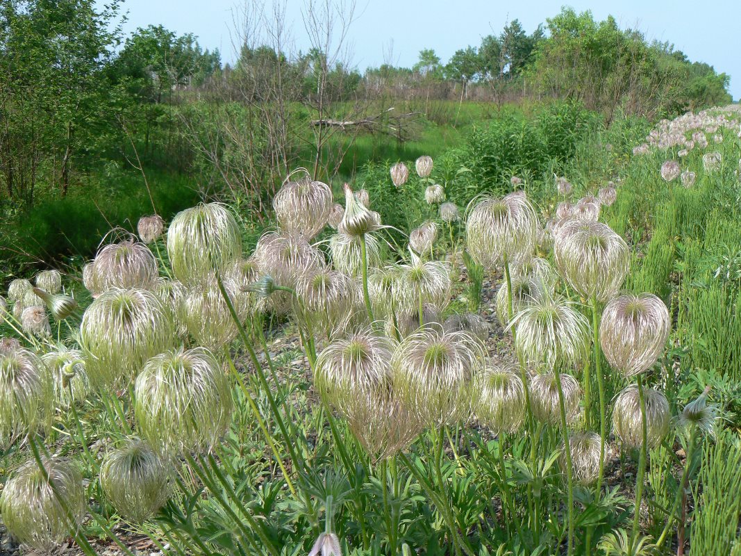 Изображение особи Pulsatilla dahurica.