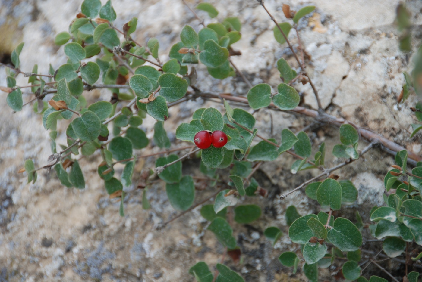 Image of Lonicera iberica specimen.