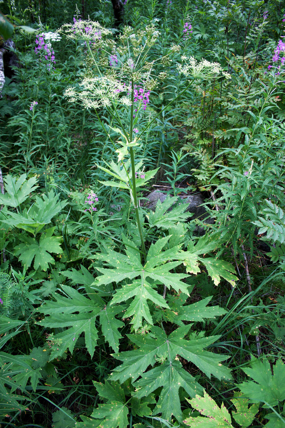 Изображение особи Heracleum freynianum.