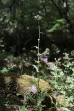 Cephalorrhynchus tuberosus. Цветущее растение. Южный берег Крыма, северный склон горы Аюдаг, дубовое редколесье. 18.04.2021.