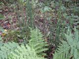 Equisetum hyemale