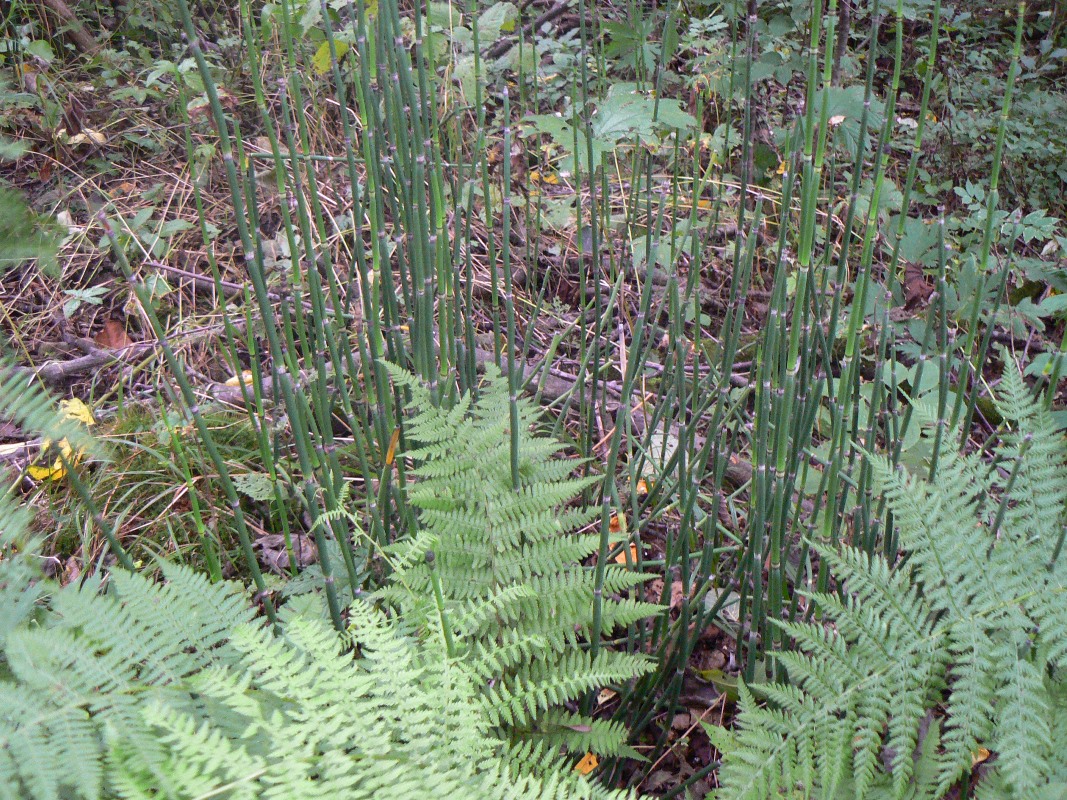 Image of Equisetum hyemale specimen.