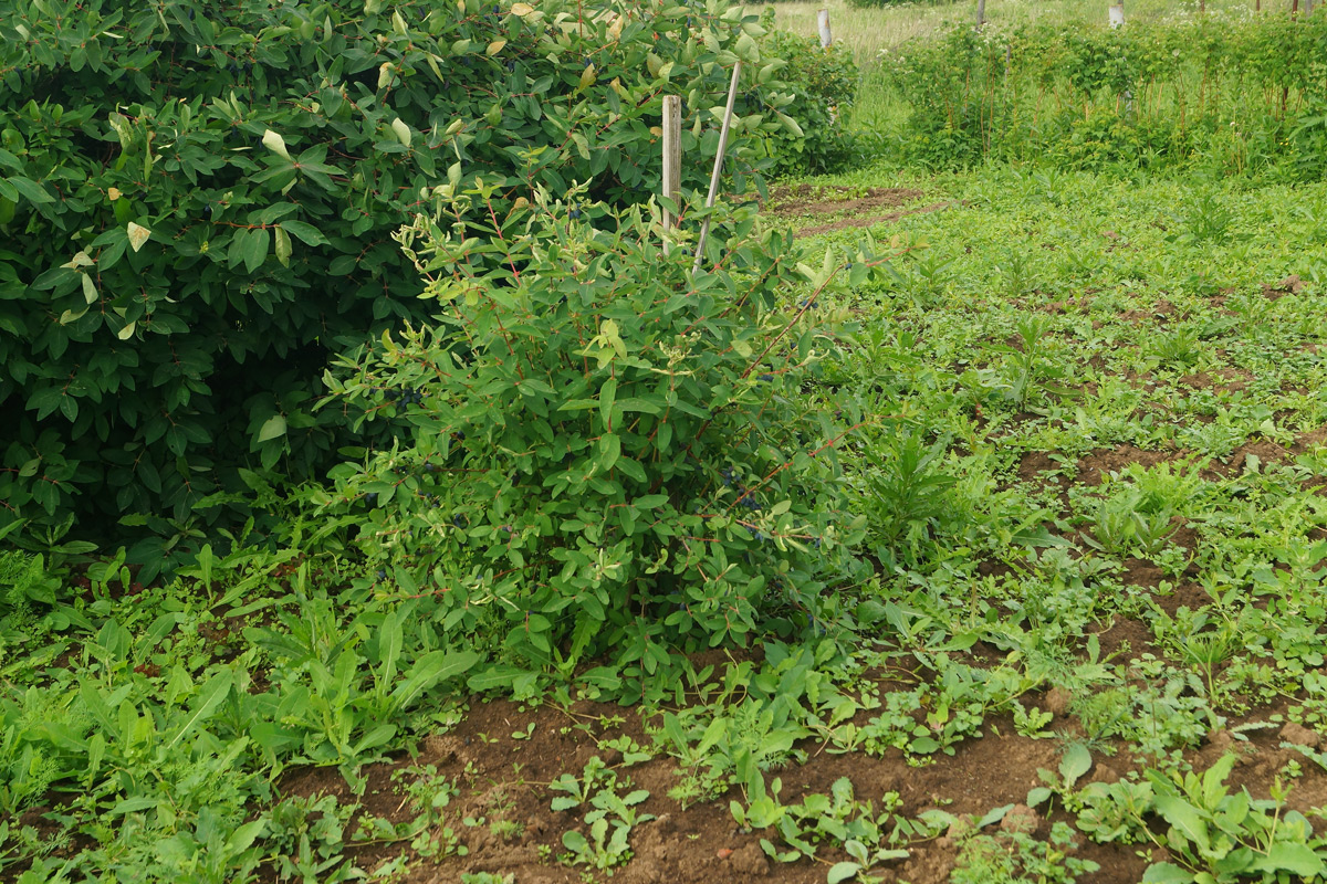 Image of Lonicera edulis specimen.