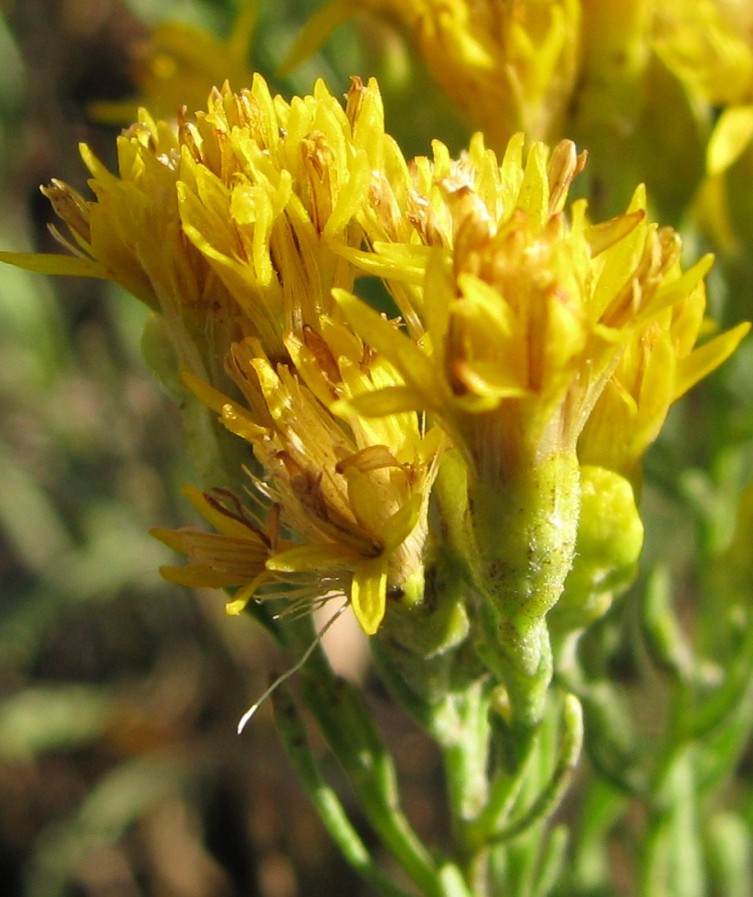 Image of Galatella tatarica specimen.