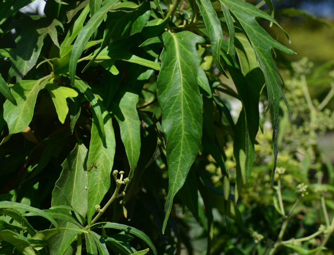 Image of Hedera helix specimen.