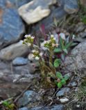 Petasites rubellus