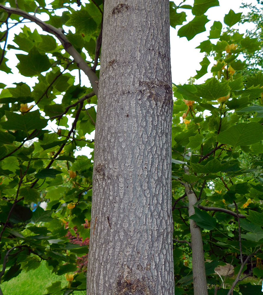 Image of Liriodendron tulipifera specimen.