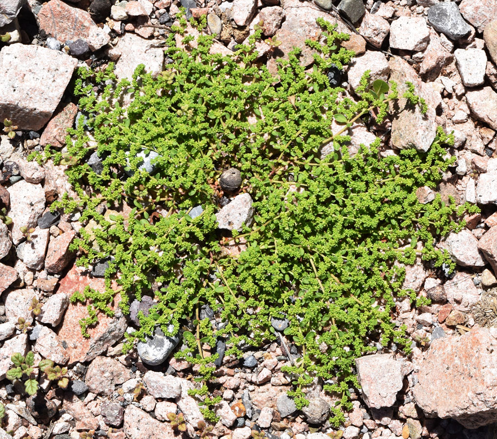 Image of Herniaria glabra specimen.