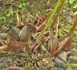 Corydalis ellipticarpa