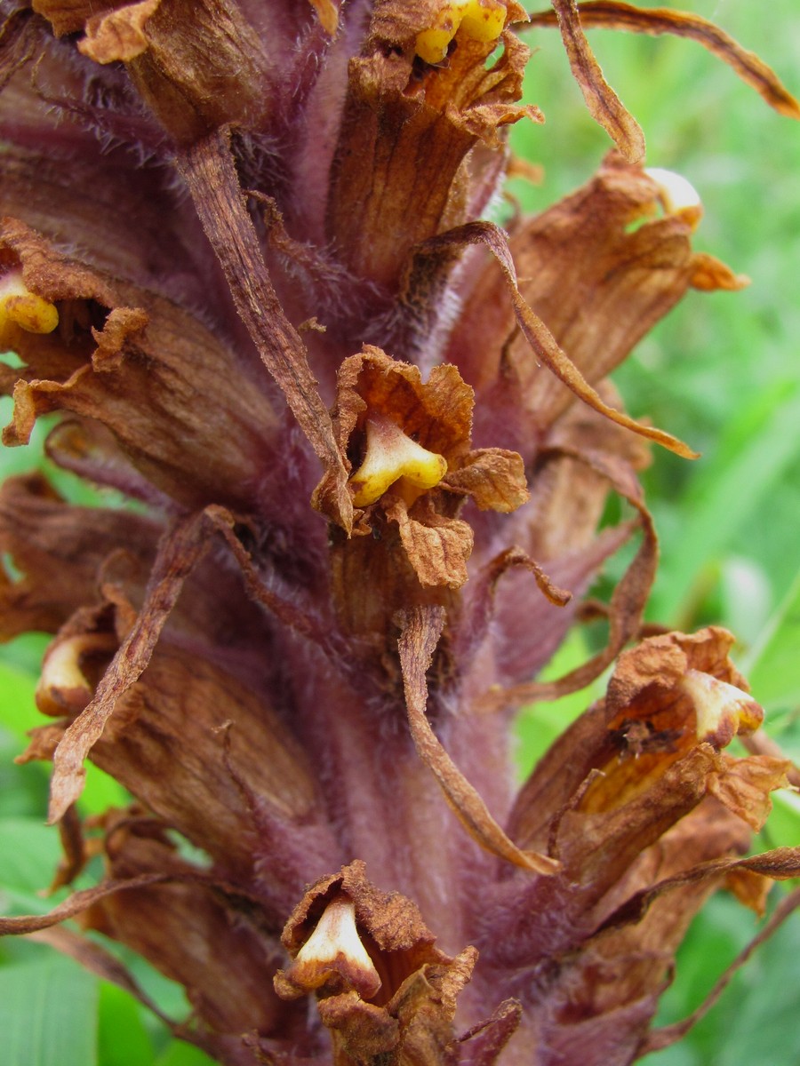 Image of genus Orobanche specimen.