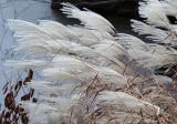 genus Miscanthus