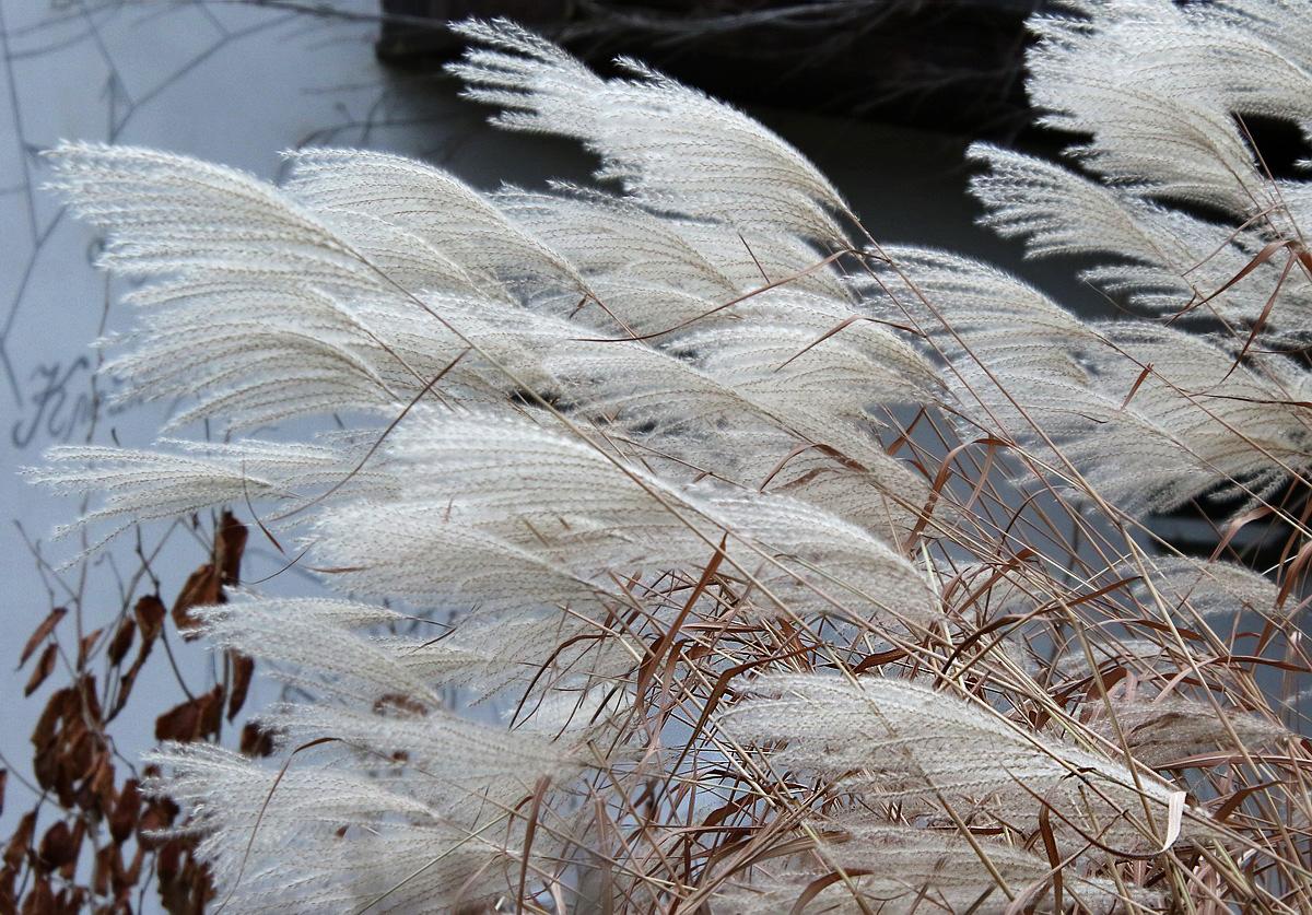 Изображение особи род Miscanthus.