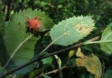 Betula fruticosa subspecies montana