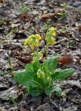 Primula macrocalyx. Цветущее растение. Самарская обл., Ставропольский р-н, окр. с. Жигули, залив Жигулёвская Труба, опушка широколиственного леса. 03.05.2021.