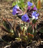 Pulmonaria mollis