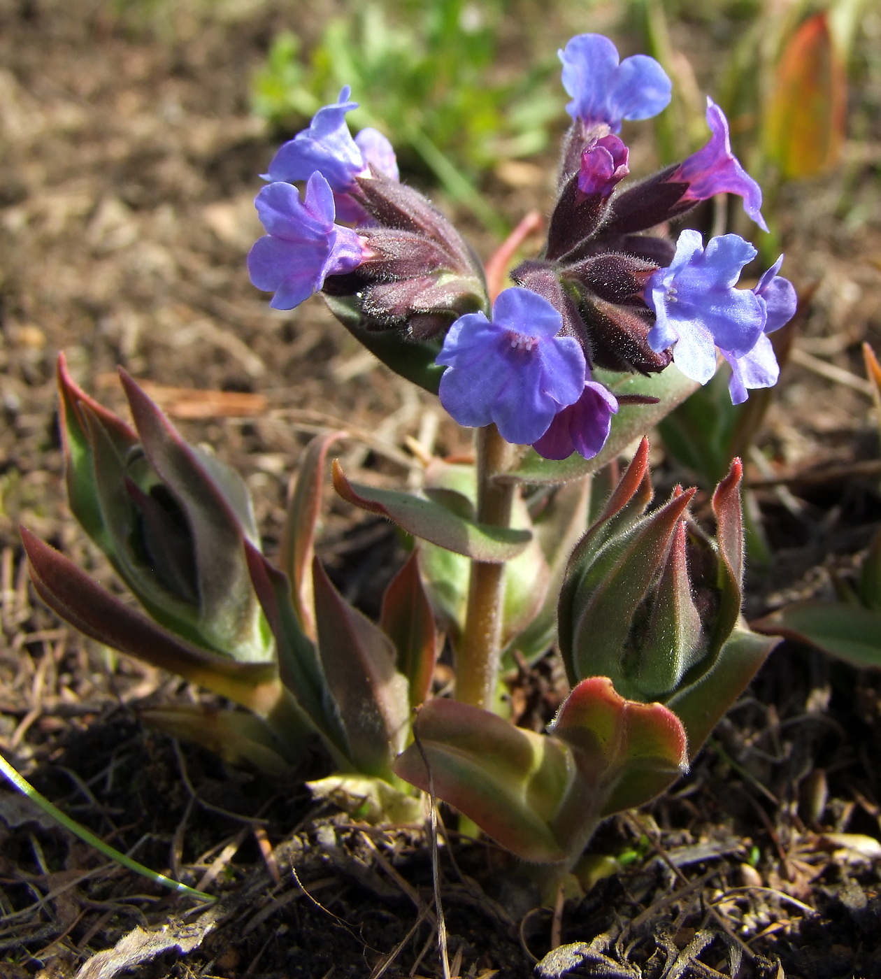 Изображение особи Pulmonaria mollis.