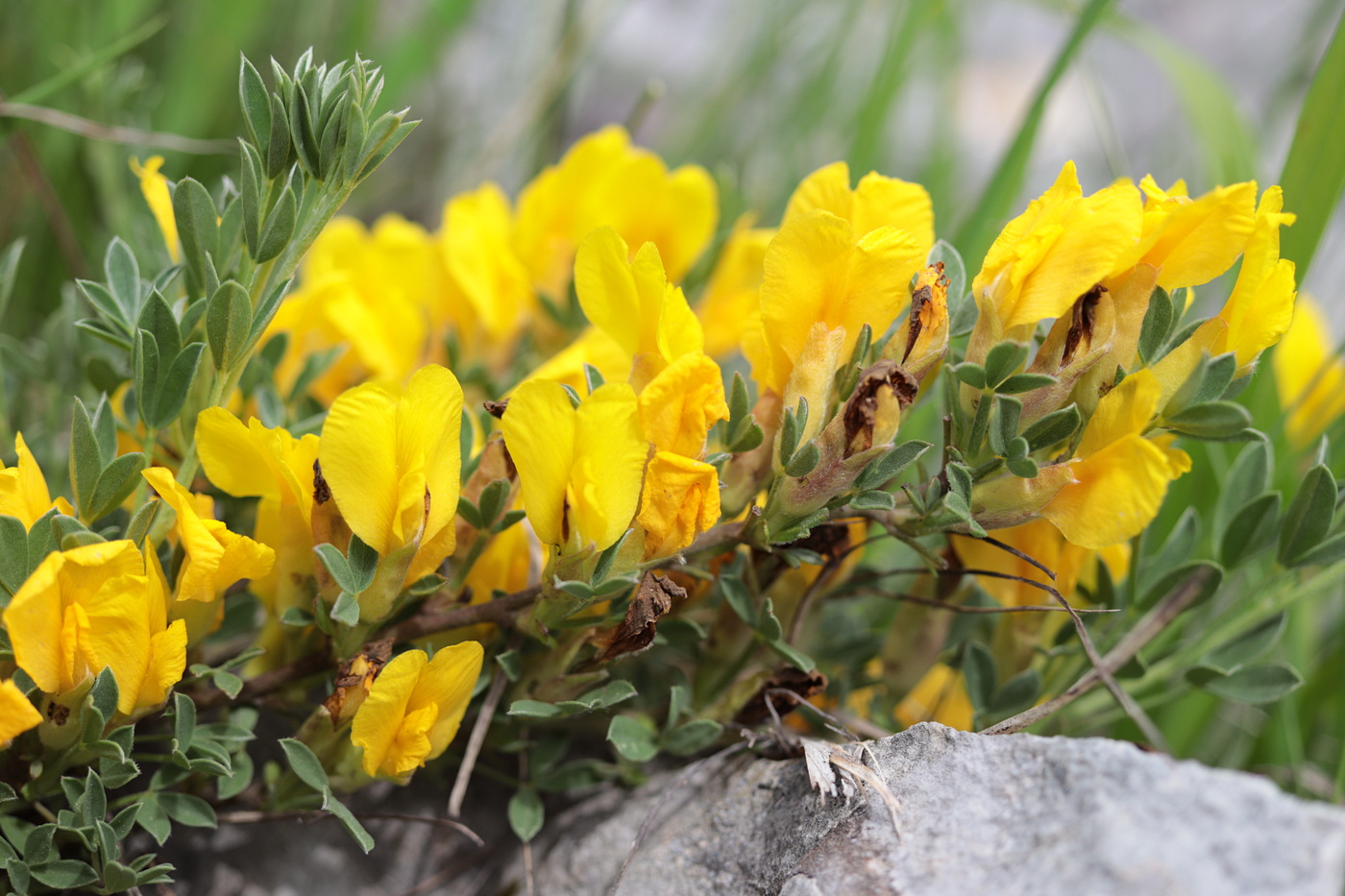 Изображение особи Chamaecytisus wulffii.