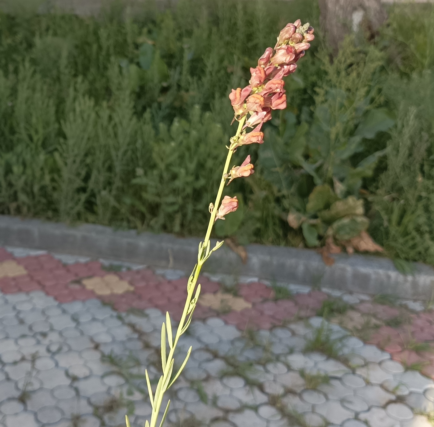 Изображение особи Linaria popovii.