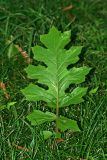 Acanthus mollis. Лист. Республика Абхазия, г. Сухум, Сухумский ботанический сад. 21.08.2009.