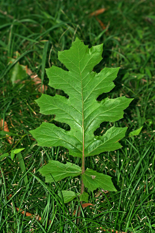 Изображение особи Acanthus mollis.