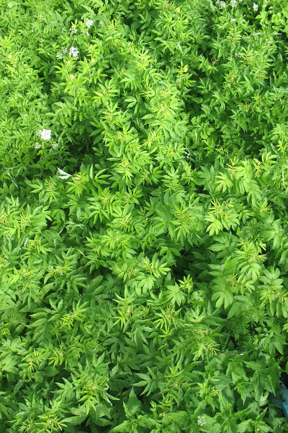 Image of Filipendula ulmaria specimen.