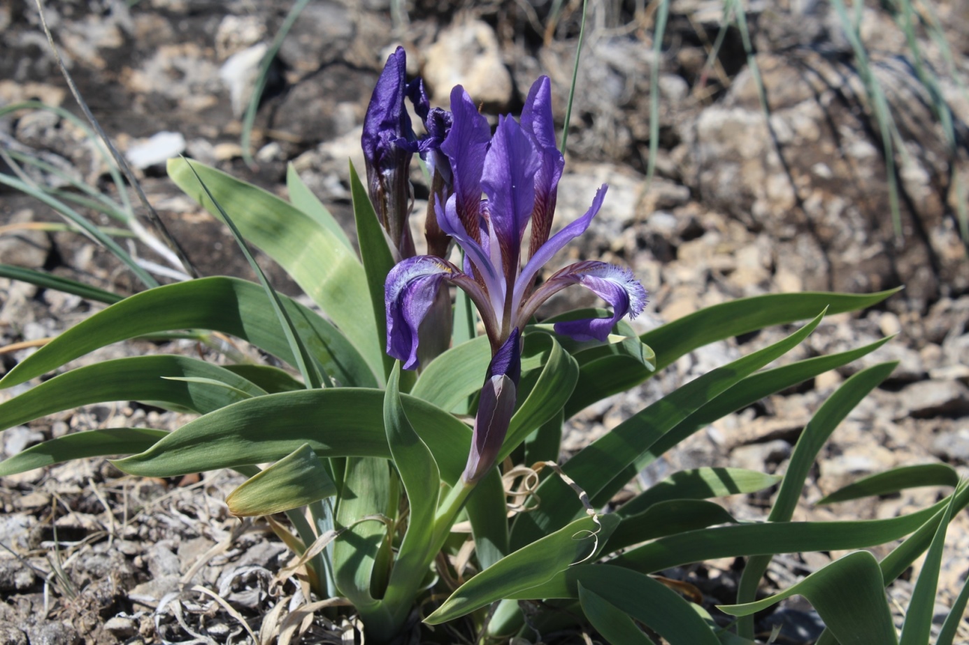 Image of Iris glaucescens specimen.