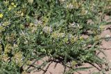 Astragalus tibetanus