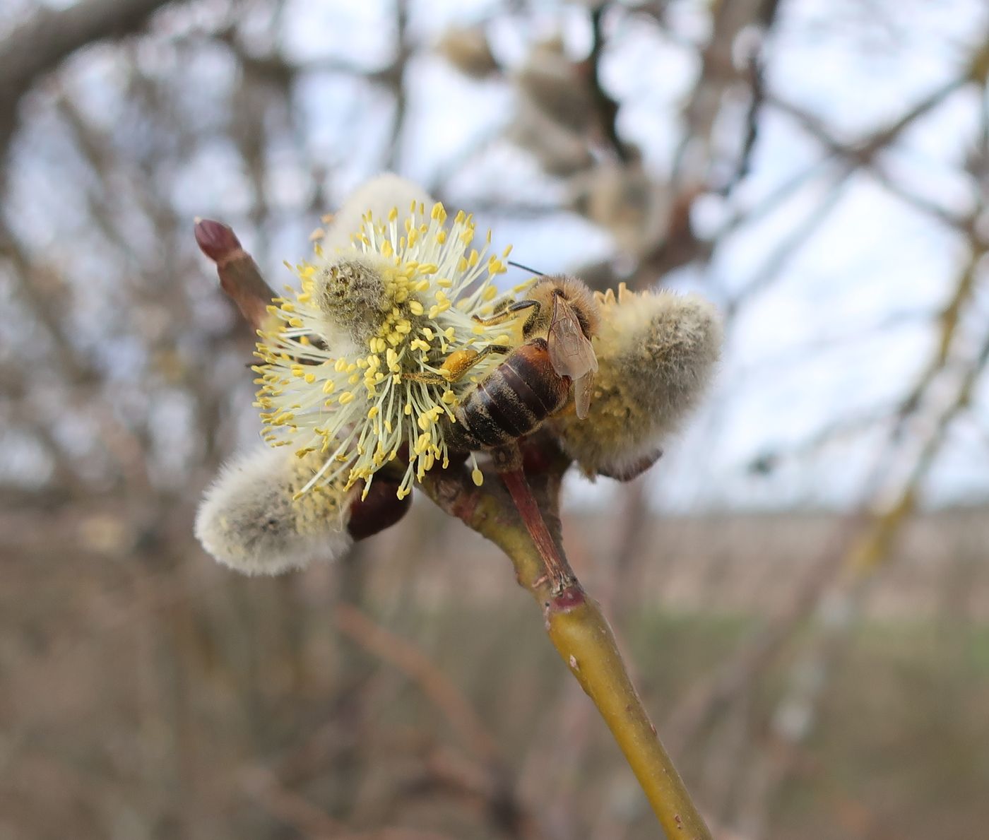 Image of Salix caprea specimen.