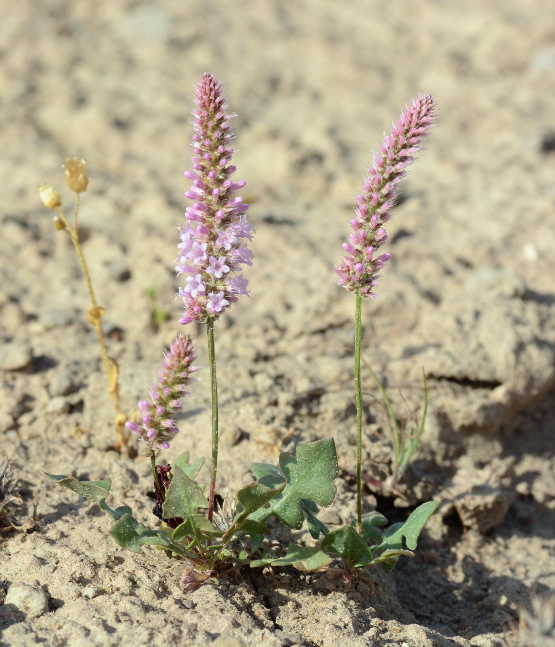 Image of Psylliostachys &times; myosuroides specimen.