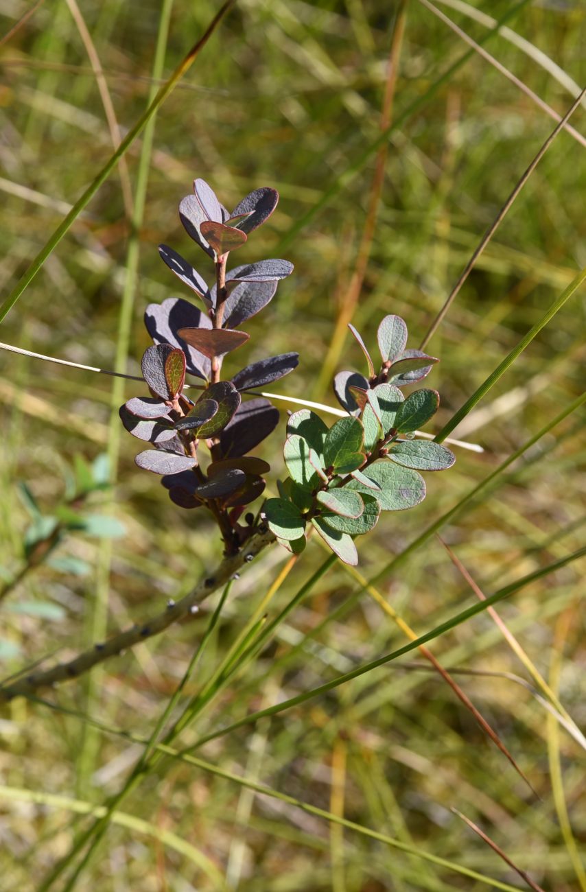 Image of Vaccinium uliginosum specimen.