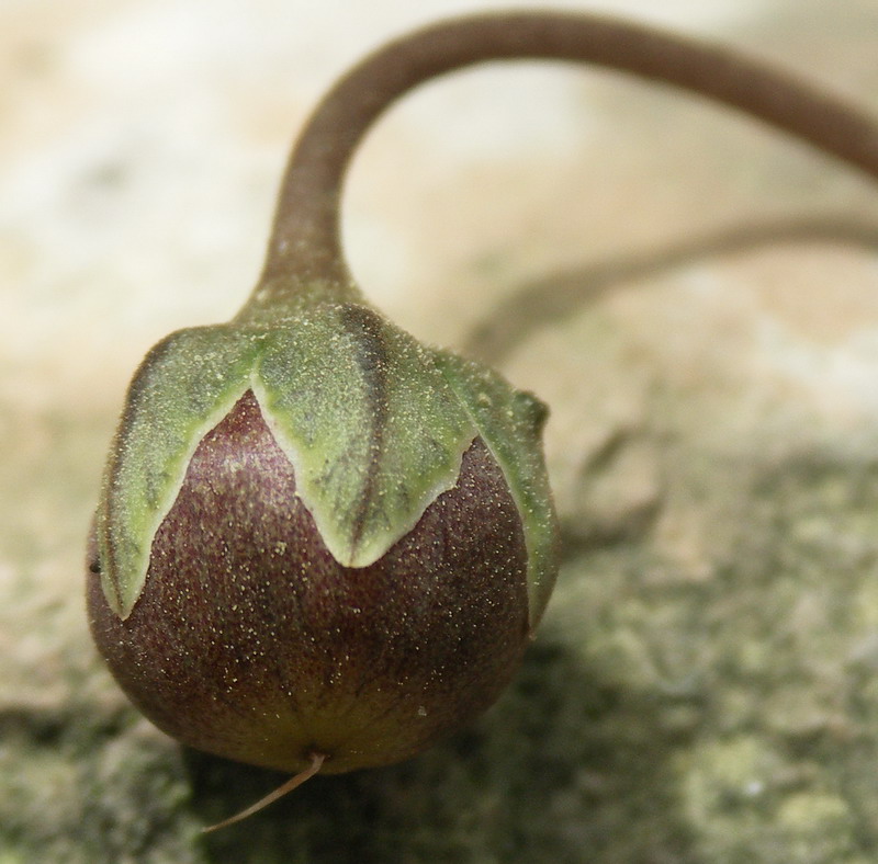 Image of Cyclamen persicum specimen.