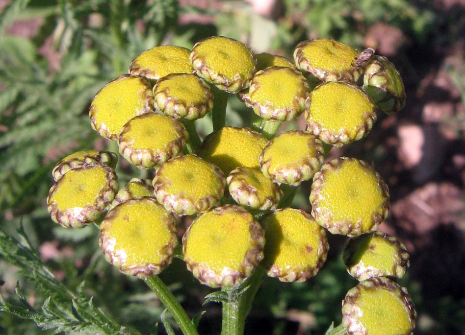 Изображение особи Tanacetum vulgare.