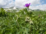 Geranium ruprechtii