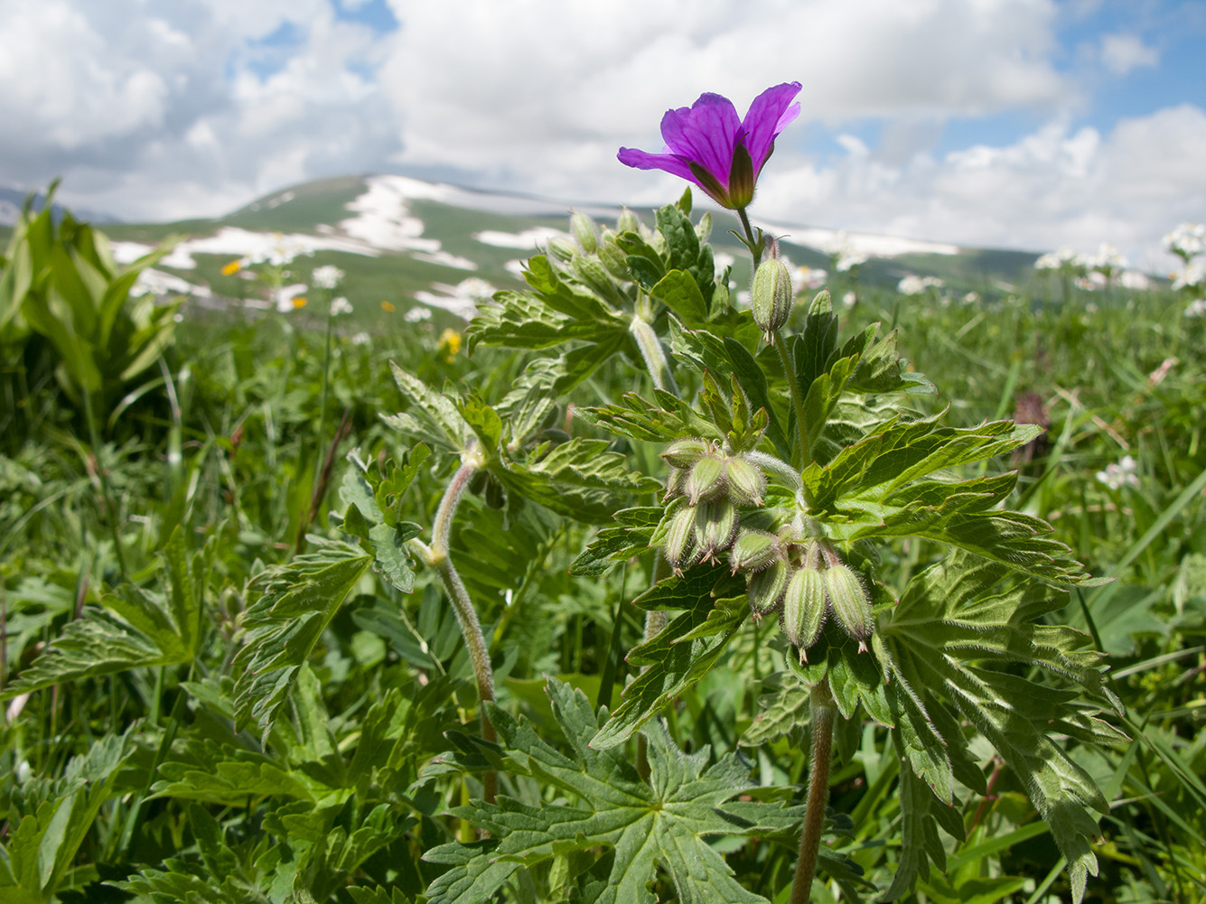 Изображение особи Geranium ruprechtii.