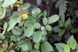 Rubus ellipticus. Ветви и цветок. Непал, провинция Багмати, р-н Катманду, национальный парк \"Шивапури-Нагарджун\". 30.11.2017.