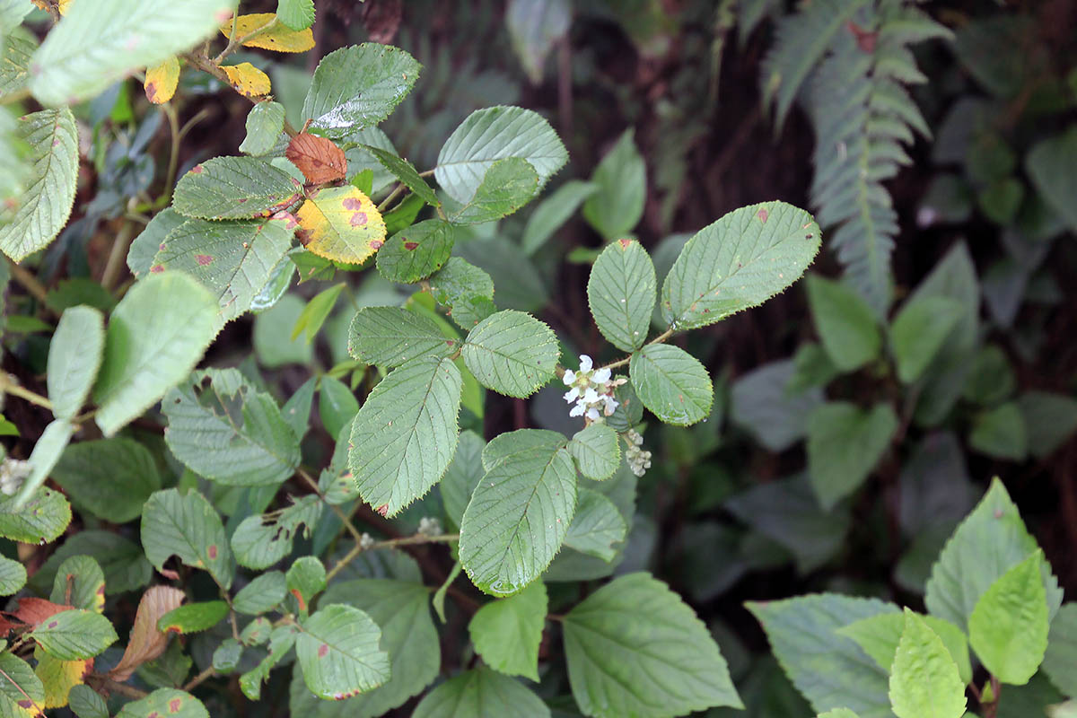 Image of Rubus ellipticus specimen.