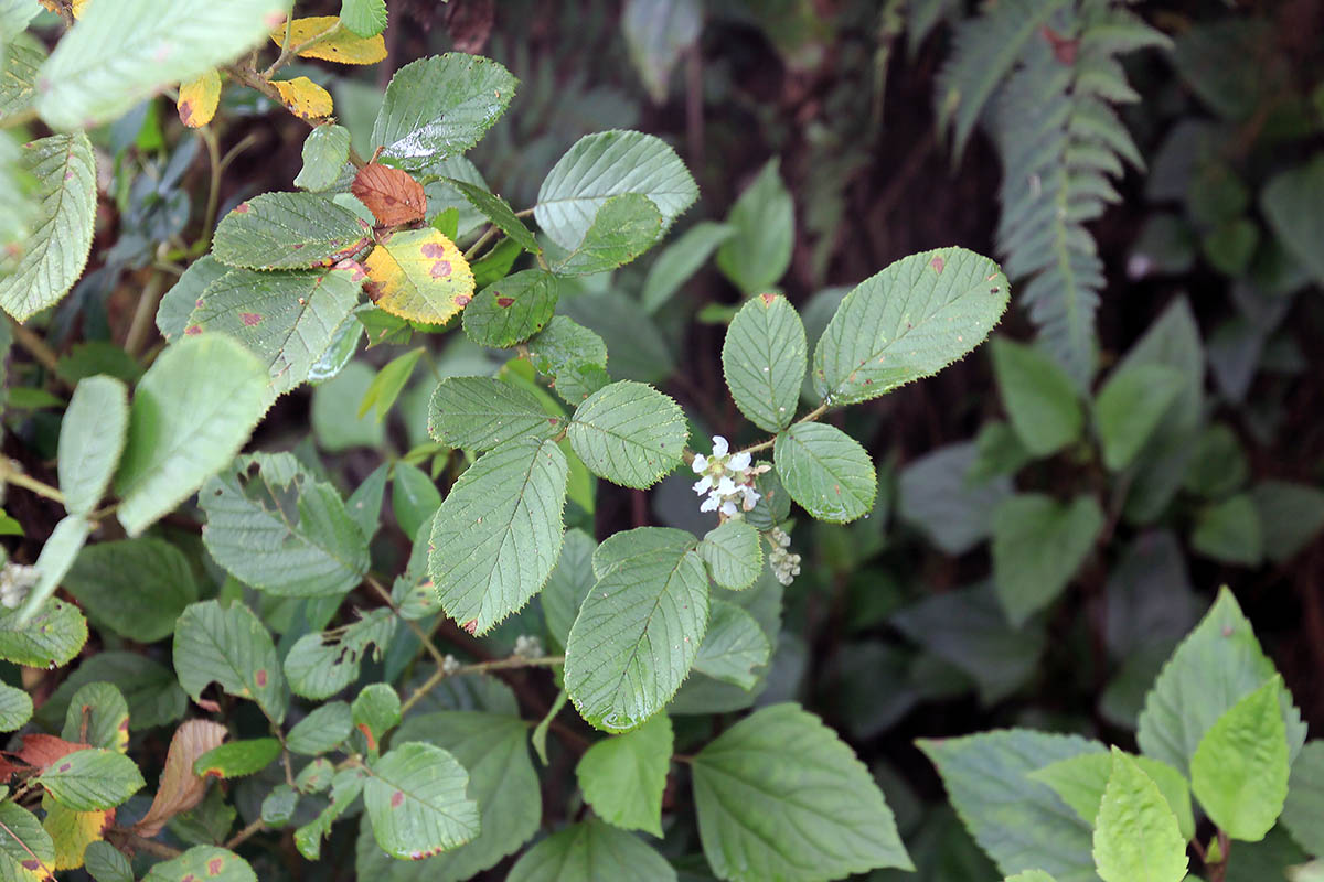 Изображение особи Rubus ellipticus.