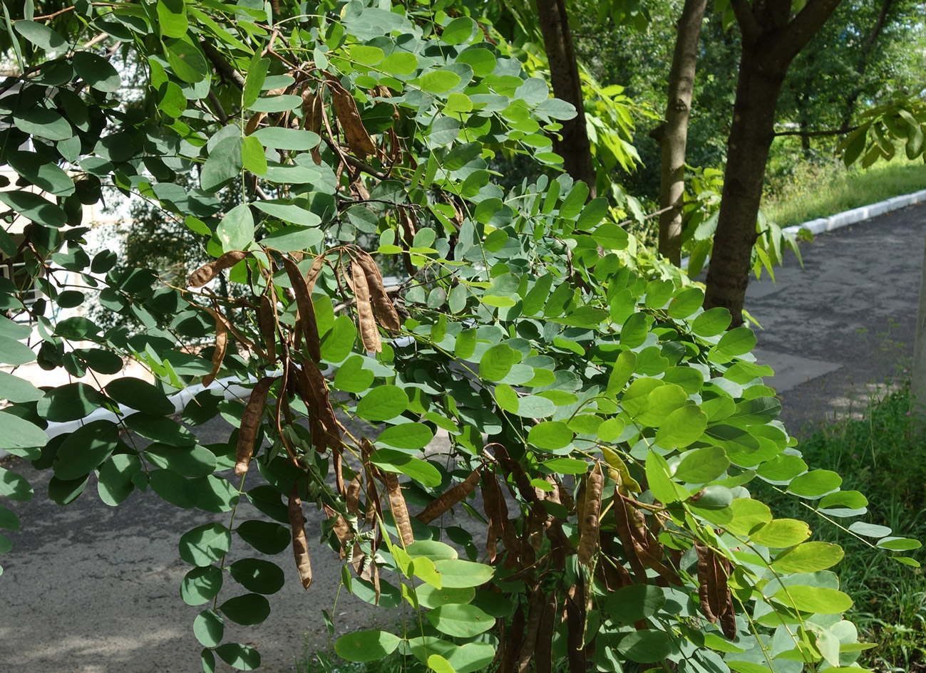 Image of genus Robinia specimen.