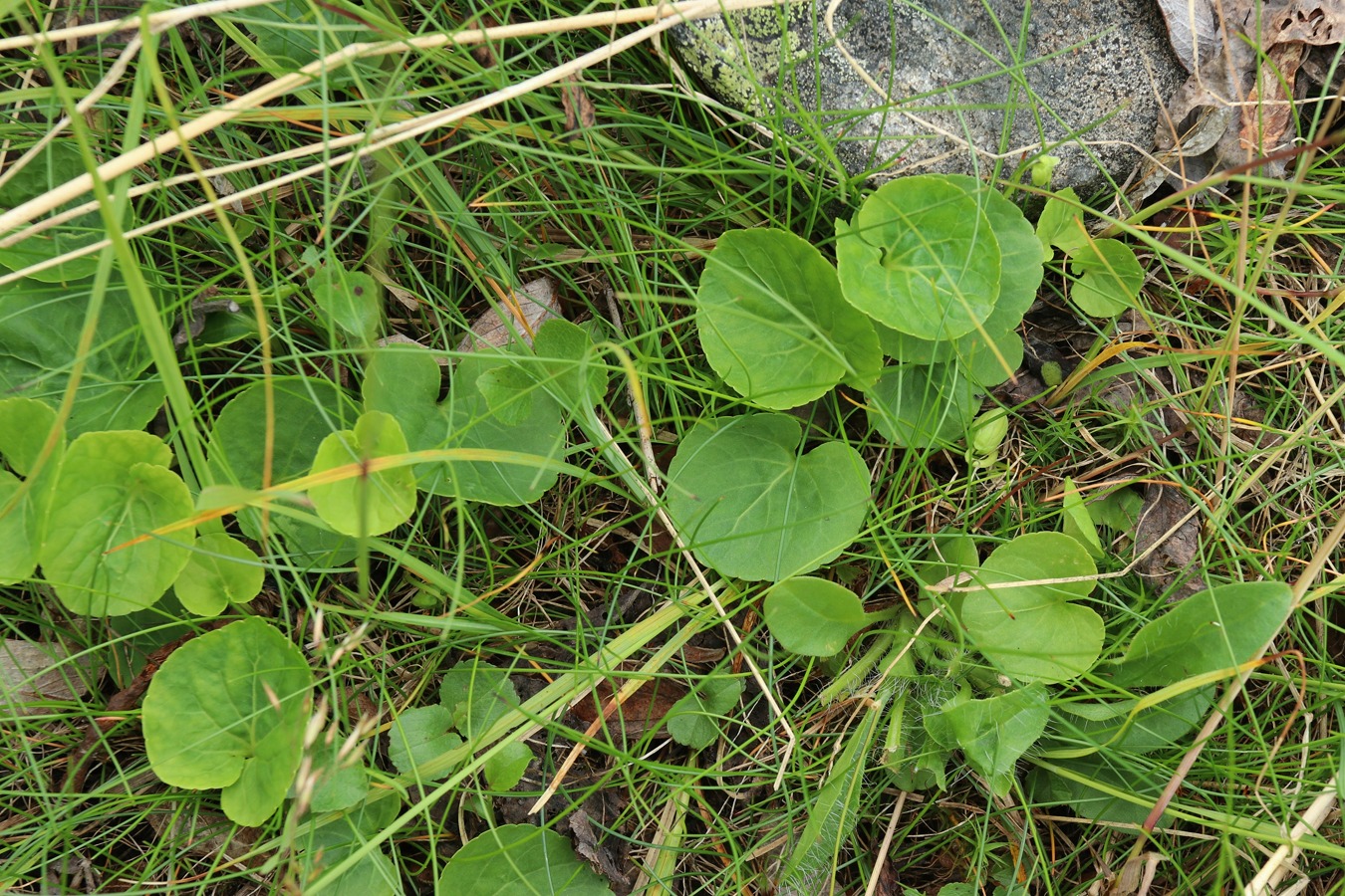 Image of Viola biflora specimen.