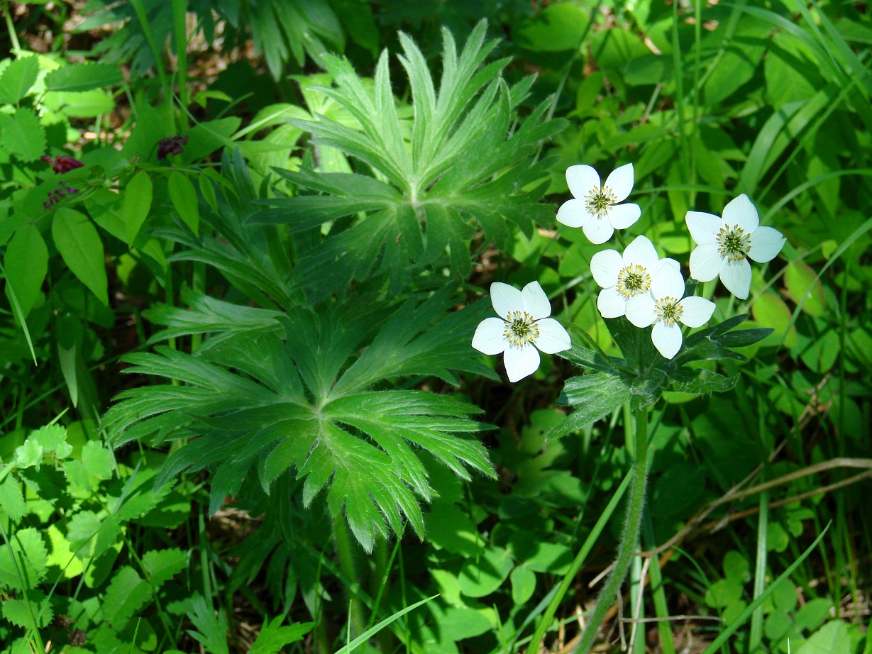 Image of Anemonastrum crinitum specimen.