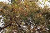 Phyllanthus emblica. Ветви с плодами. Индия, штат Гуджарат, округ Гир Сомнатх, национальный парк \"Гирский лес\". 13.12.2022.