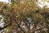 Phyllanthus emblica