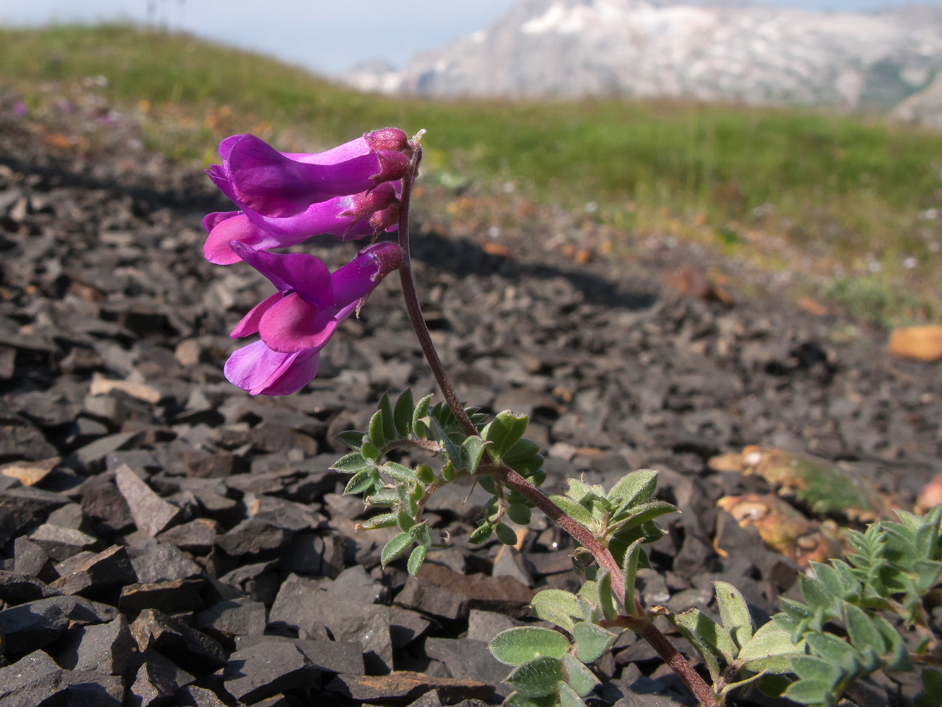Image of Vicia alpestris specimen.