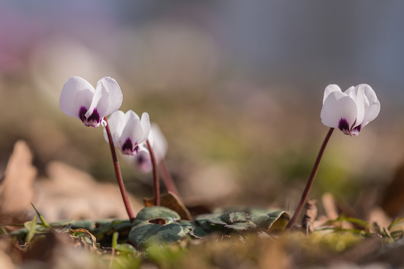 Изображение особи род Cyclamen.