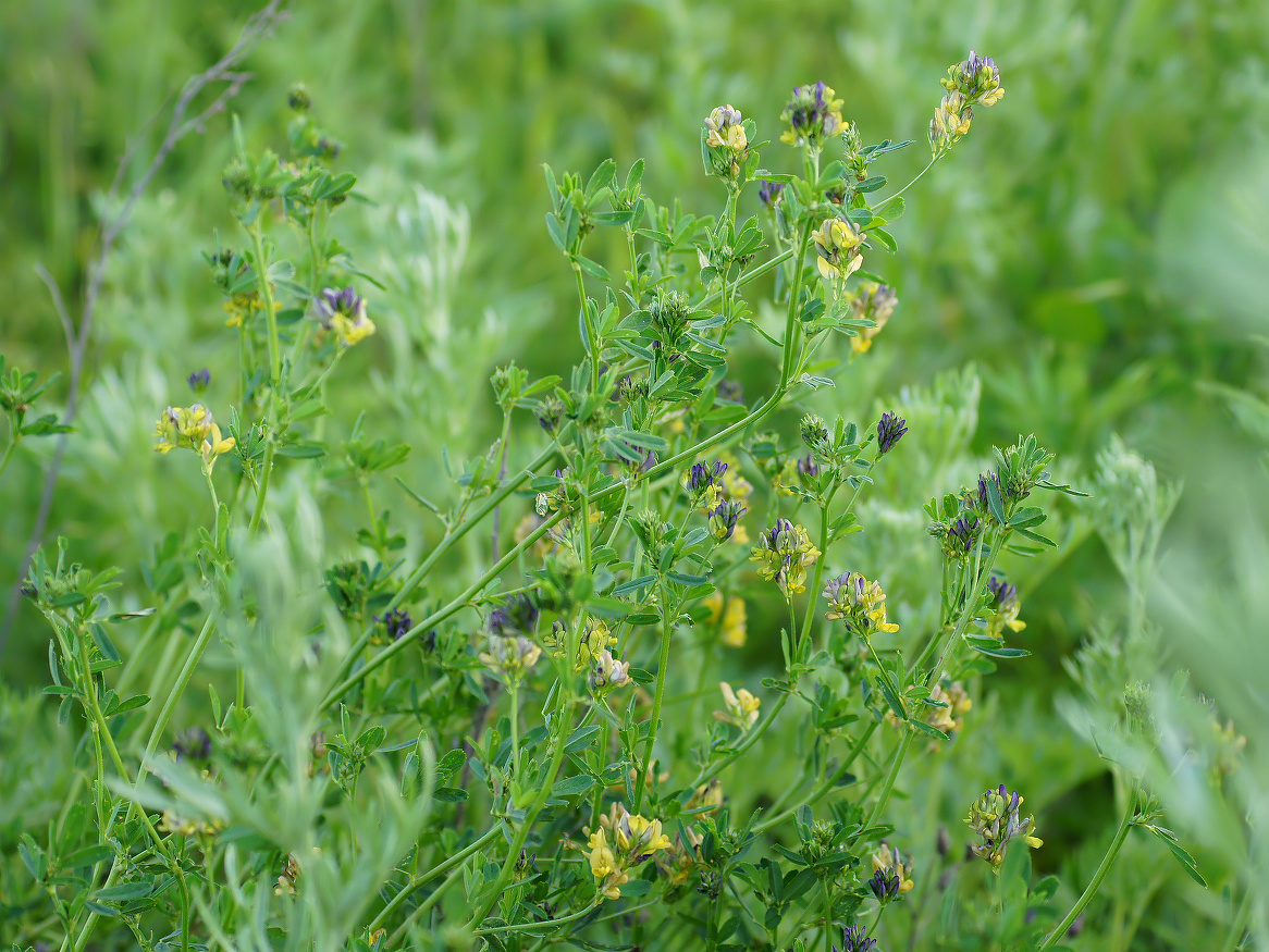 Image of Medicago × varia specimen.