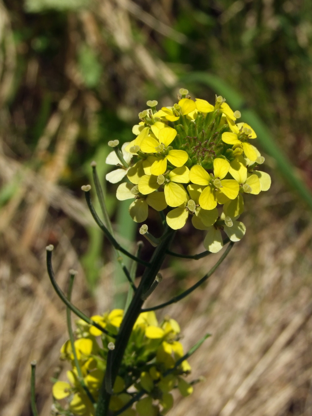 Image of Erysimum hieraciifolium specimen.