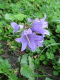 Campanula trachelium. Цветки. Беларусь, Гродненская обл., г. Новогрудок, старое Католическое кладбище, у искусственных посадок клёна остролистного (Acer platanoides). 06.09.2021.