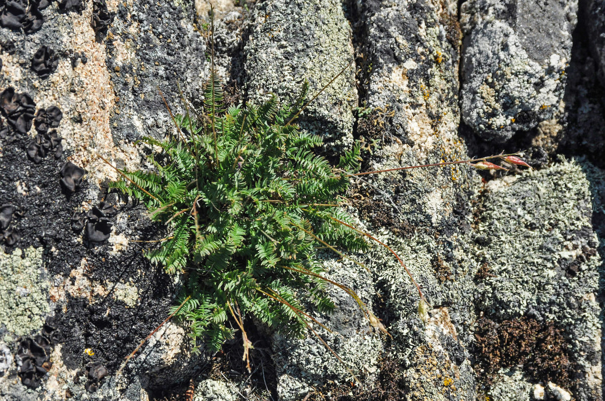 Image of Oxytropis mandshurica specimen.