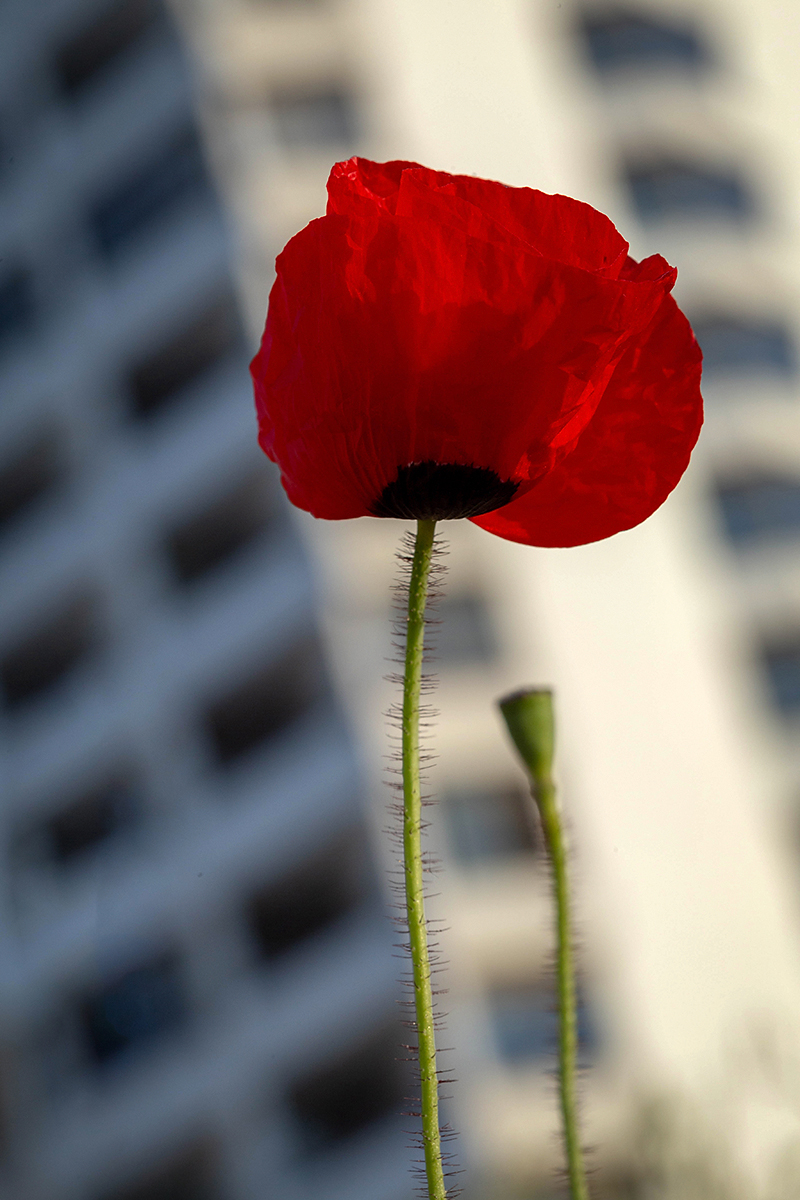 Изображение особи Papaver umbonatum.